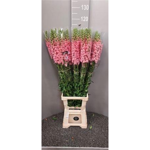 Antir Poto Cherry Rose