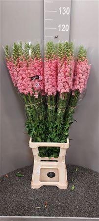<h4>Antir Antibes Pink</h4>