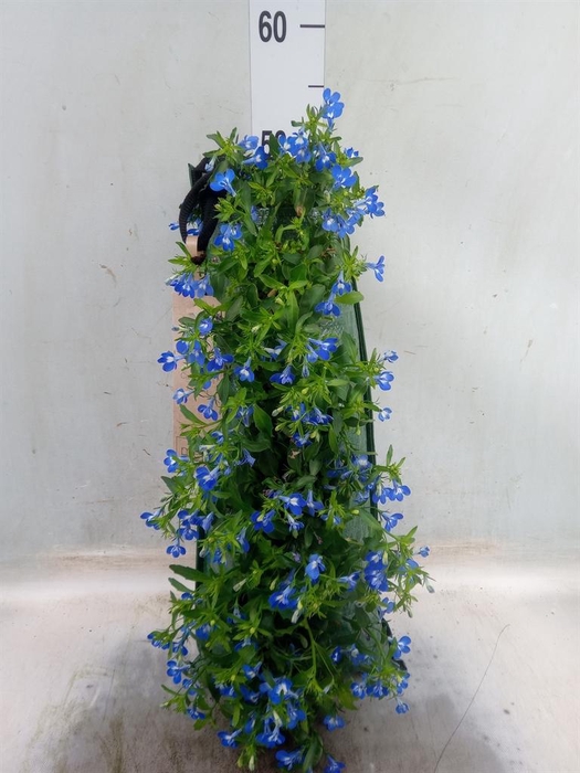 <h4>Lobelia erin.   ...</h4>