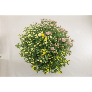 Jasoda R&R Oranje, Geel, Roze pot 19 cm