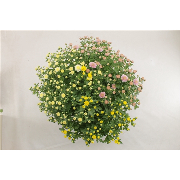<h4>Jasoda R&R Oranje, Geel, Roze pot 19 cm</h4>