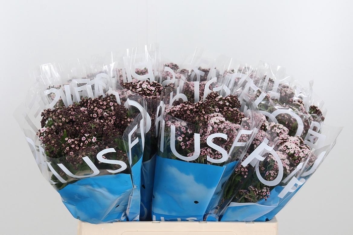 <h4>Eupat Ru Lucky Pink</h4>