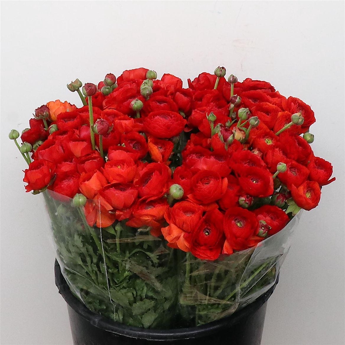 <h4>Ran El Red Super</h4>