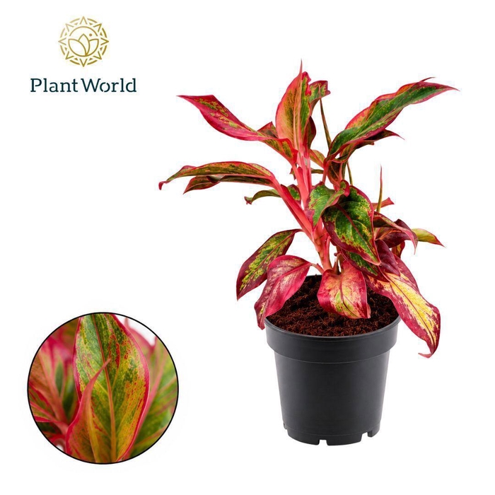 <h4>Aglaonema Crete</h4>