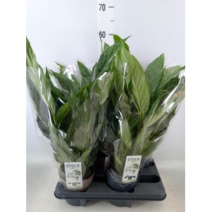 Spathiphyllum  'Diamond'