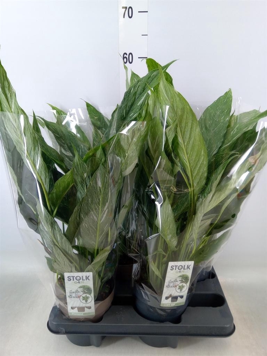 <h4>Spathiphyllum  'Diamond'</h4>