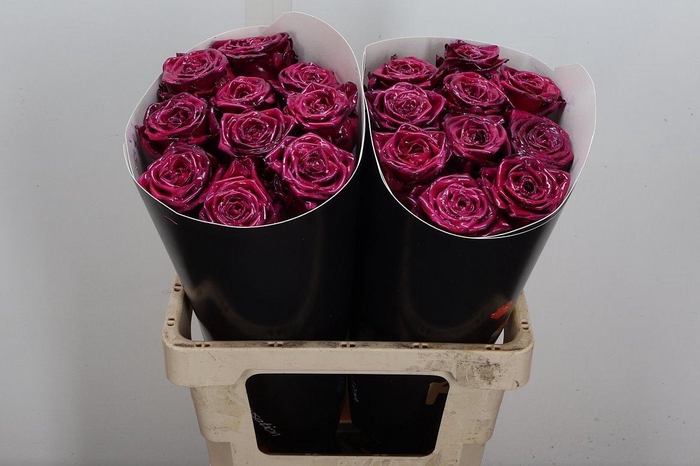 <h4>R Gr Baby Doll</h4>