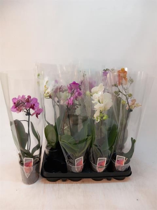 <h4>Phalaenopsis Multi gemengd 4 kleure</h4>