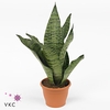 Sansevieria trifasciata Robusta 15Ø 50cm