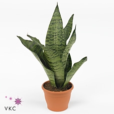 Sansevieria trifasciata Robusta 15Ø 50cm