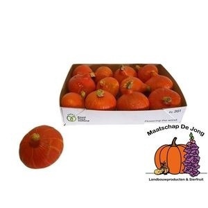 <h4>CUCURBITA (KALEBAS)</h4>