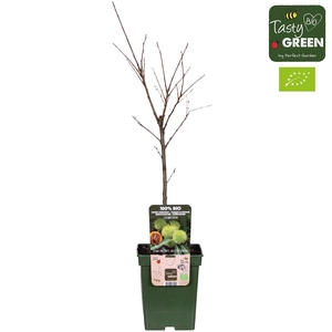 Castanea Sativa Bio P23