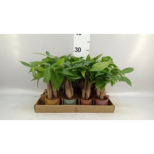 Pachira aquatica
