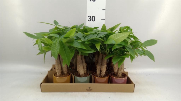 <h4>Pachira aquatica</h4>