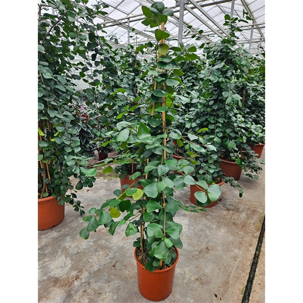 <h4>Ficus Trinova</h4>