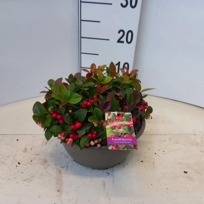 <h4>GAULTH PROCUMBENS</h4>