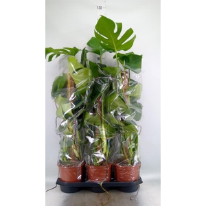 Monstera delic.