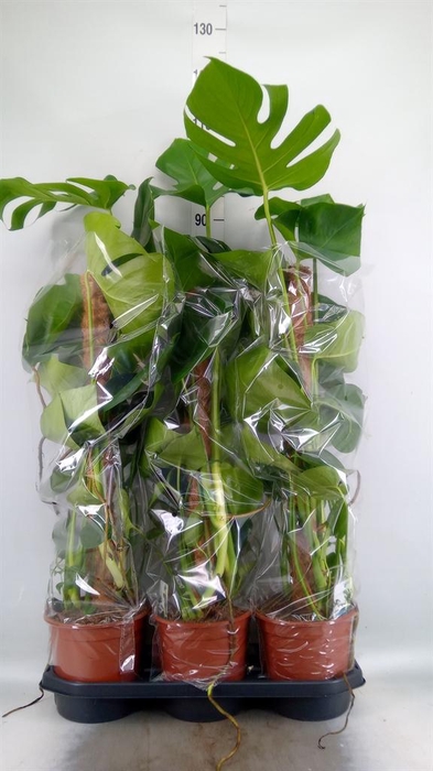<h4>Monstera delic.</h4>