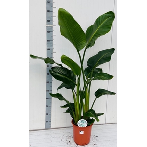 STRELITZIA NICOLAI