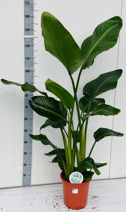 <h4>STRELITZIA NICOLAI</h4>