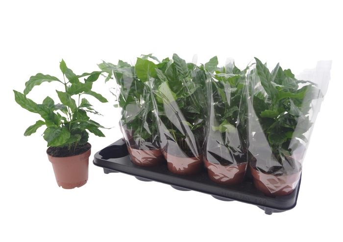 <h4>COFFEA ARABICA</h4>