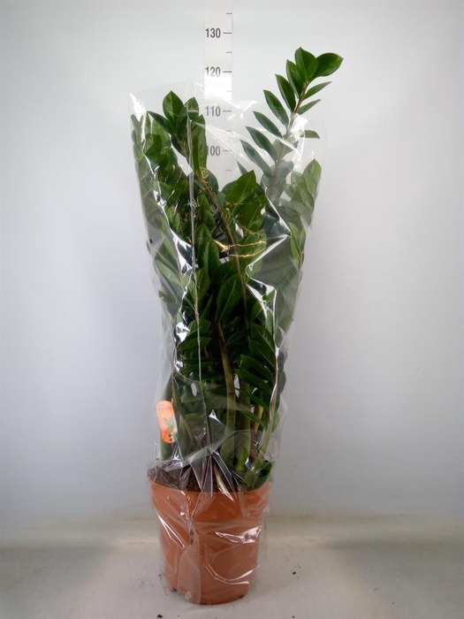 <h4>Zamioculcas zamiifolia</h4>