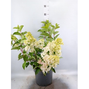 Hydrangea pan.