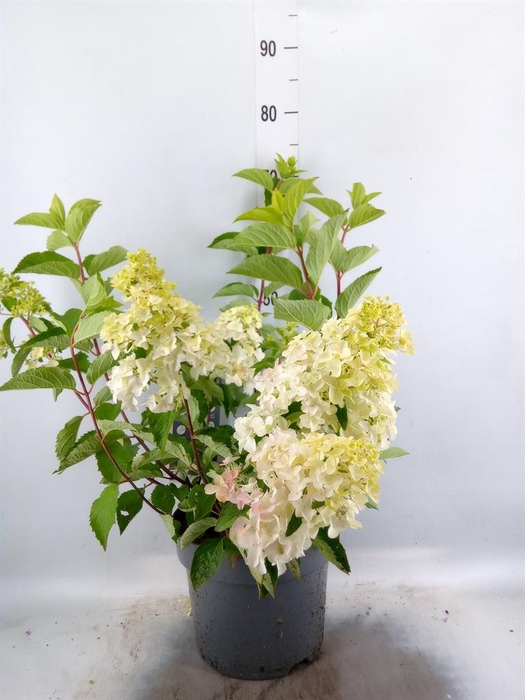 <h4>Hydrangea pan.</h4>