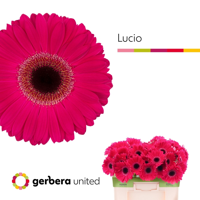 Gerbera Lucio Water