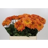 Dahlia Dr Phil