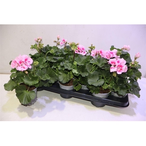 arr8 Pel Zon Tosc Sil Lin