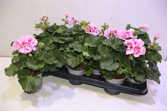 <h4>Pel Zon Tosc Sil Lin</h4>