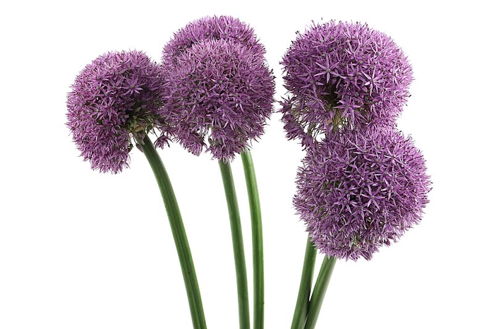 Allium Big Balls Super