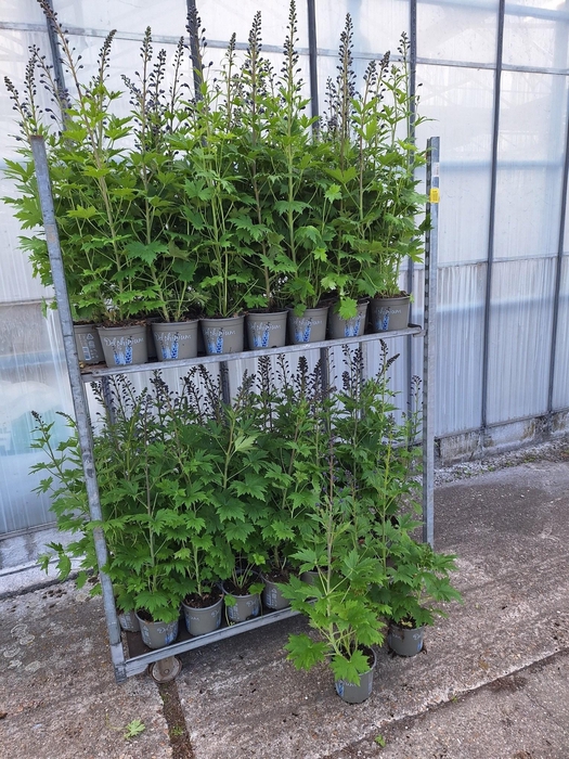 <h4>DELP EL MAG FOUNTAIN</h4>