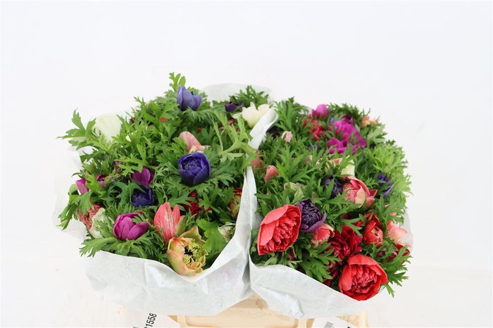 <h4>Anem Levante Mix</h4>