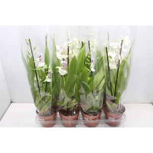 ORQUIDEA MILTONIA P14 BRANCO MIN 2 HT