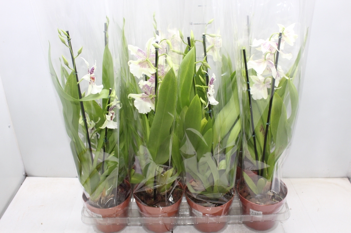 ORQUIDEA MILTONIA P14 BRANCO MIN 2 HT