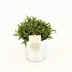 Rhipsalis burchelli P10,5 in zink