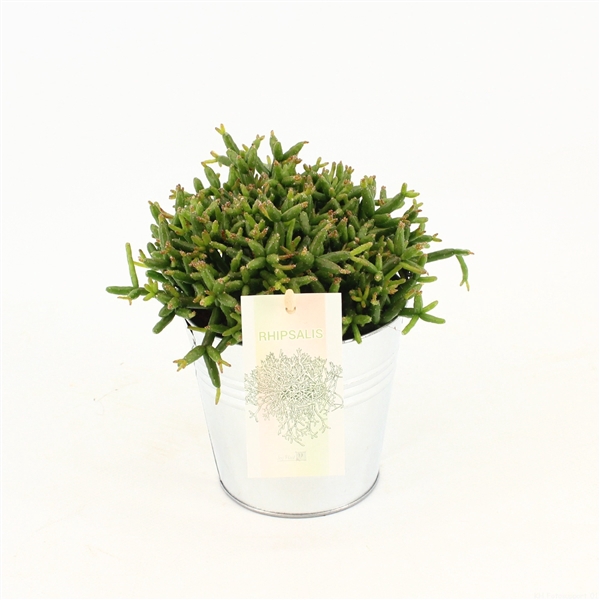 <h4>Rhipsalis burchelli P10,5 in zink</h4>