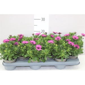 Osteospermum Pink