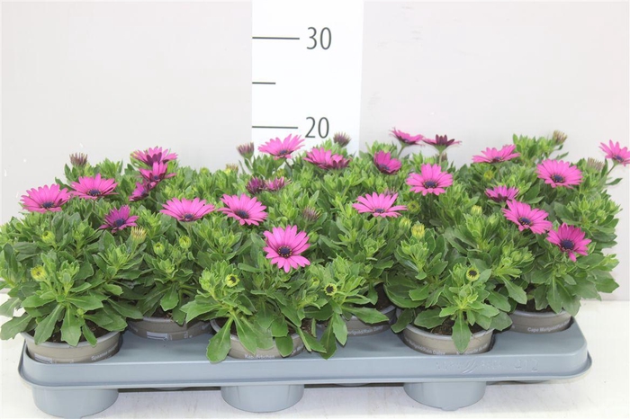 <h4>Osteospermum Pink</h4>