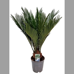 CYCAS REVOLUTA
