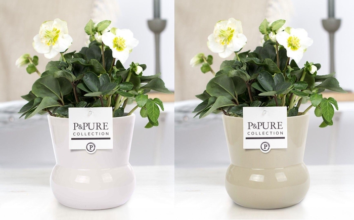 <h4>Helleborus "Xmas C." in P&PURE Plant Vase Maxima vase ass.2</h4>