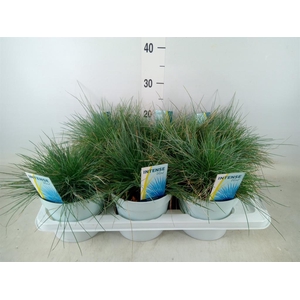 Festuca glauca 'Intens Blue'