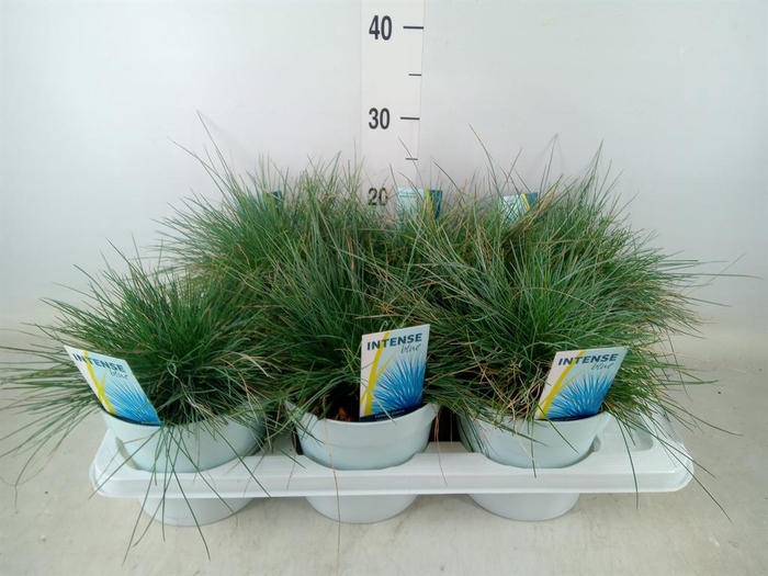 <h4>Festuca glauca 'Intens Blue'</h4>