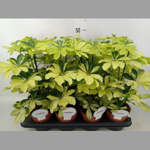 Schefflera arbor. 'Melanie'