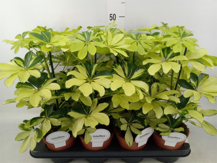 <h4>Schefflera arbor. 'Melanie'</h4>