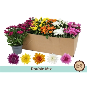 Chrysant Double Mix in SV.Box