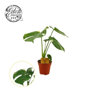 Monstera Thai Constellation 12cm