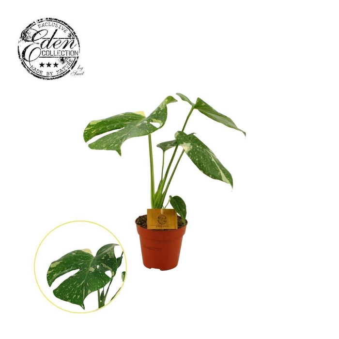 <h4>Monstera Thai Constellation 12cm</h4>